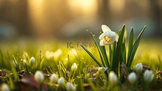 美丽花朵背景图片_春天阳光下户外草坪上美丽花朵开放背景13