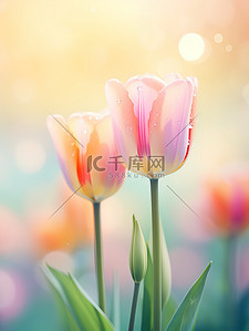 春天盛开的郁金香的特写设计