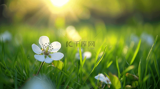 春天阳光下户外草坪上美丽花朵开放背景11
