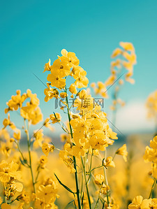 黄色花朵图片背景图片_春天黄色油菜花壁纸背景图片