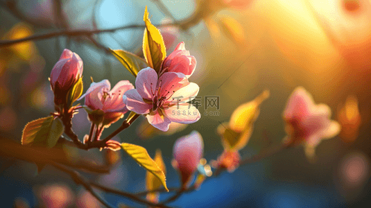 春天的背景图背景图片_春天阳光下树枝枝头开花的背景图4