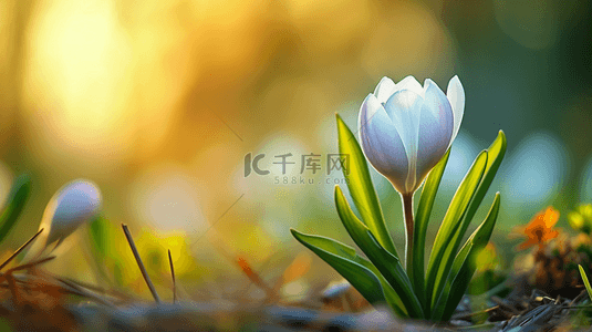 美丽花朵背景图片_春天阳光下户外草坪上美丽花朵开放背景12