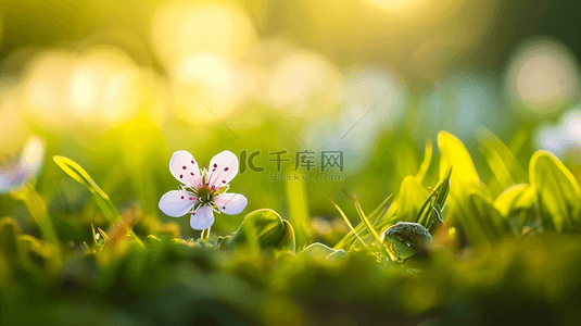 美丽花朵背景图片_春天阳光下户外草坪上美丽花朵开放背景15