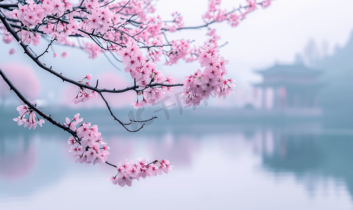 西湖樱花浪漫