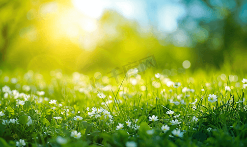 绿色打结的小草摄影照片_春天立春阳光复苏绿色草地