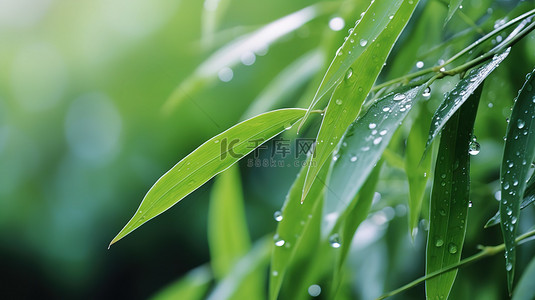 春天雨水树叶上的水滴素材