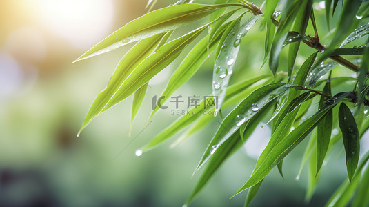 春天雨水树叶上的水滴背景图