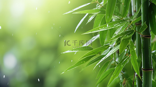 春天雨水树叶上的水滴设计