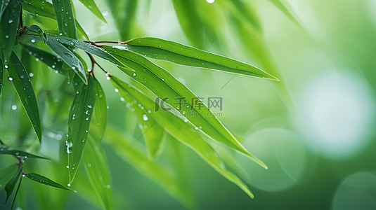 树叶上的水滴背景图片_春天雨水树叶上的水滴图片