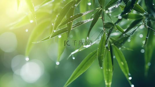 春天雨水树叶上的水滴图片