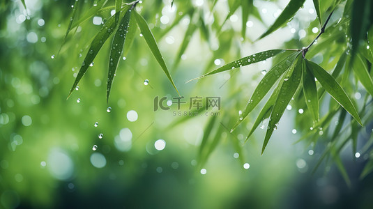树叶上的水滴背景图片_春天雨水树叶上的水滴背景