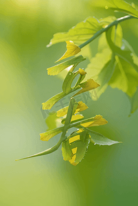 节气字体摄影照片_春季绿色树叶立春字体图片2
