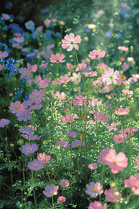 野花背景背景图片_春天美丽的野花水珠背景图