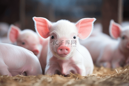 可爱纸团背景图片_养猪场可爱小猪猪苗设计
