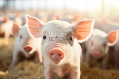 养猪场可爱小猪猪苗背景图片