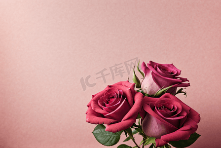 粉色浪漫情人节玫瑰花摄影配图2