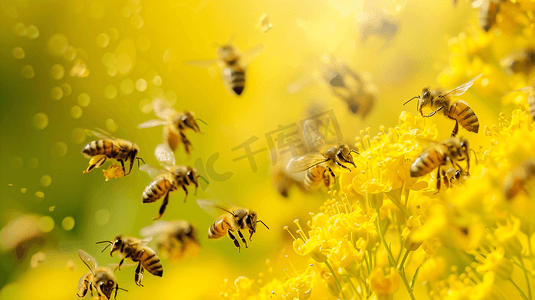 鲜花上采蜜的蜜蜂9