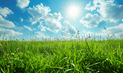 春天阳光复苏绿色草地