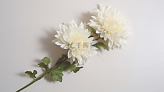 新鲜白菊花背景图片_白丝菊花 25 厘米