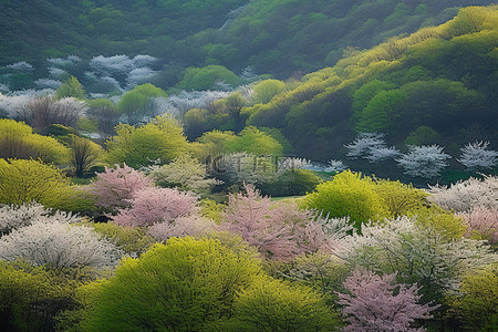 朝鲜关州山郡盛开的樱花树