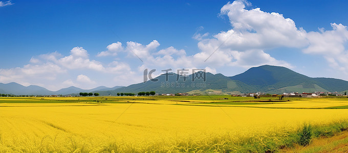 金黄色田野背景图片_背景是蓝天的金黄色田野