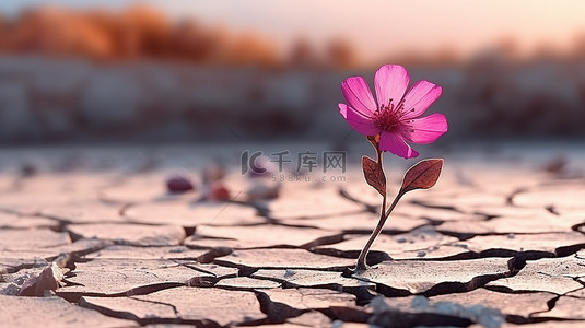 绿叶自然背景图片_干旱地形上的一朵单独的粉红色花朵，背景模糊，视线中没有绿叶树 3d 渲染