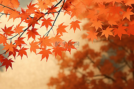 秋天的樹葉壁紙