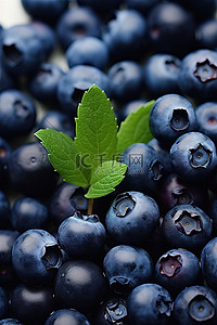 蓝莓果苗背景图片_蓝莓和蓝莓蓝莓种子免版税