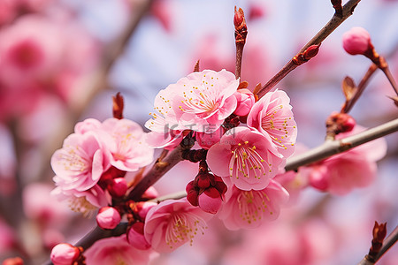 粉红色树枝上粉红色花朵的特写