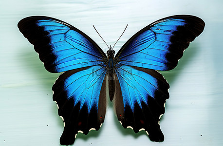 昆虫黑色背景图片_蓝色蝴蝶和黑色蠕动翅膀