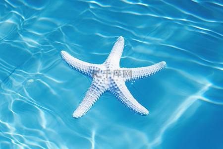 一只海星漂浮在蓝色的水中