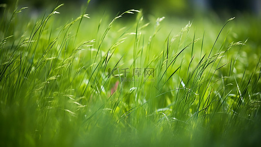 花朵绿叶背景图片_草地植物花朵绿叶