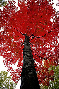枫叶红背景图片_红枫树的底部