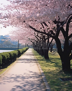 公园里的小路两旁盛开着许多樱花