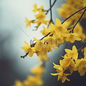 黄色的花朵在树枝上绽放