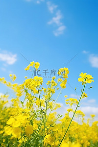 田野上有黄色的花朵和蓝天
