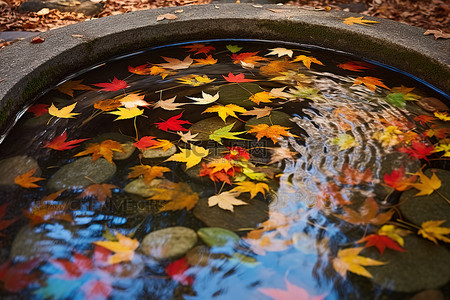 一条小溪，树叶漂浮在其中，水环绕着池塘