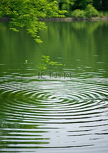 su水面背景图片_有树的池塘上的波纹圈