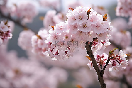 一棵开满粉红色花朵的樱花树