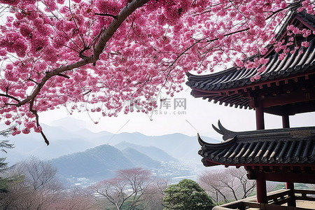 春天旅游背景背景图片_树或开花的樱花树的塔