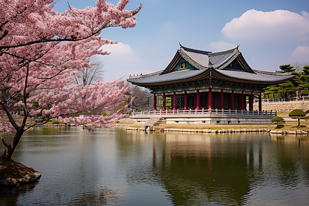 池塘景观背景图片_首尔首尔宫附近的池塘景观和盛开的樱花树