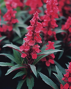 花仙子动图背景图片_一株开着红色花朵的植物生长在花坛里