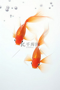 两条鱼接吻背景图片_两条橙色的鱼在白色的水中游泳
