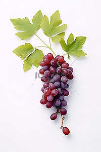 白色背景中的葡萄和葡萄叶