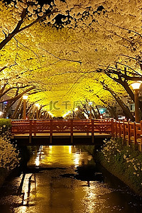 在我的照片中，在夜间盛开的樱花树花园中央 kbc 4m sajeon