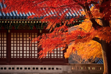 枫树绿荫背景图片_秋天，建筑物墙上的无叶枫树