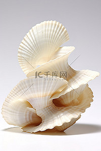 白色背景上的一堆扁平贝壳