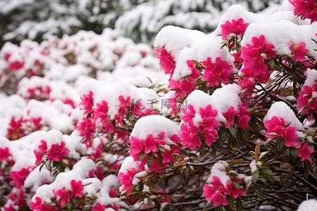 雪天摔跤背景图片_雪天灌木丛中雪中的粉红色花朵