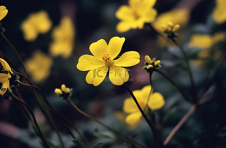 黄色的花朵和深棕色的叶子