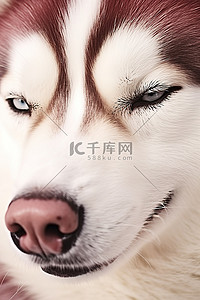的眼睛背景图片_西伯利亚哈士奇狗的眼睛睁开的肖像孤立的白色背景